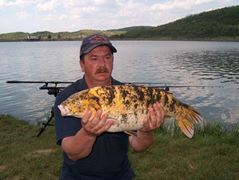 Cipibaits